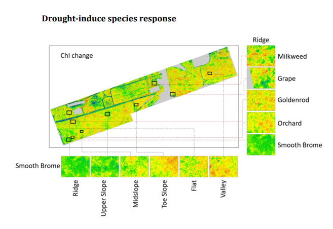 An example of changes in Chl between five common species, including smooth brome, orchard grass, goldenrod, grape, and milkweed in ridges and within smooth brome between topographic categories, including valley, flat, toe slope, midslope, upper slope, and ridges, in paper https://doi.org/10.1002/ecy.70006